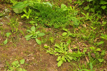 Flower Bed Weed Control Tips That Protect Your Plants, Not Just Kill Weeds Thumbnail