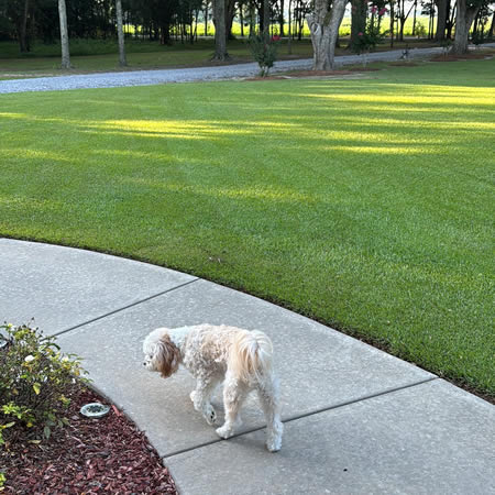 How to Keep Your Lawn Green and Healthy During Alabama’s Hot Summers