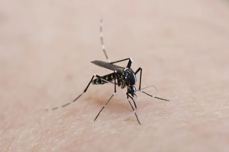 Mosquito Control Tips for Dothan Homeowners: Enjoy Your Yard Again