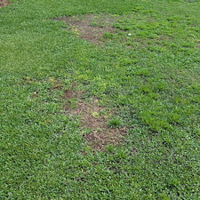 Total-lawn-transformation-in-Enterprise-AL 1